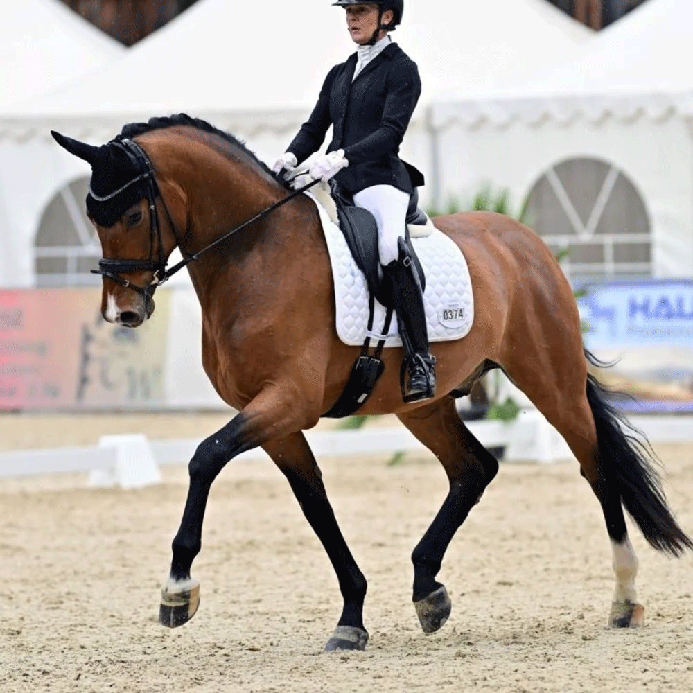 Dressurstall Sessler